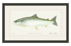 Landlocked Salmon Print