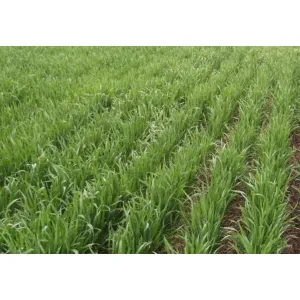 Mulgara Oats Seeds