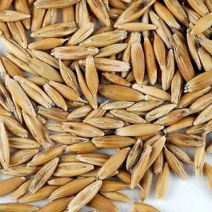 Natures Harvest MD Oats 20kg