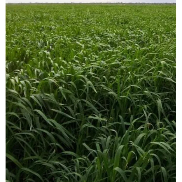 Winteroo Oats Seeds
